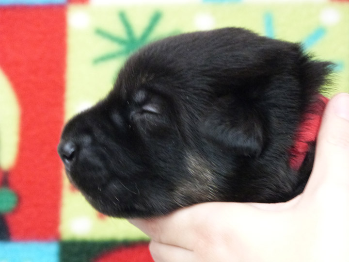 chinook puppy